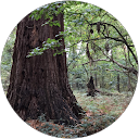 Shannan Syan profile picture